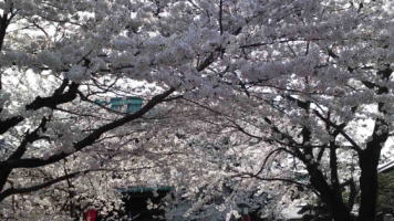 much cherry blossoms at Hokekyo-ji Temple