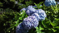 Japanese hydrangeas around Ryuoike