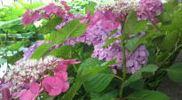 Japanese hydrangeas in Hokekyo-ji