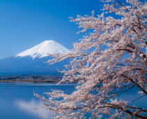 Fujisan and cherry blossoms