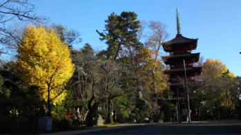 autumn leaves in Hokekyo-ji Temple
