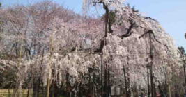 sakura in mama