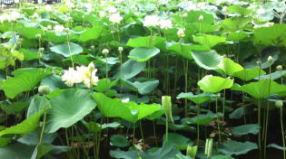 lotus flowers in Hokekyo-ji