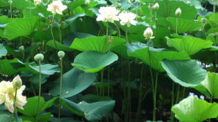 lotus flowers in Ryuo-ike