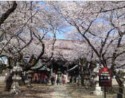 sakura in nakayama