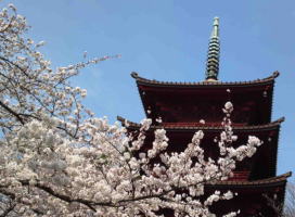 cherry blossoms and gojyu-no-to