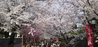 Cherry blossoms in Hokekyo-ji approach