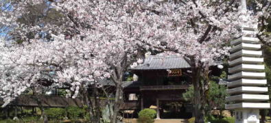 cherry blossoms and 