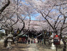 cherry blossoms in front of Soshi-do