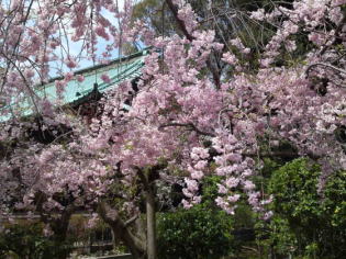 droop cherry blossoms in Hokekyo-ji