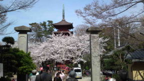cherry blossoms and the five-story pagoda