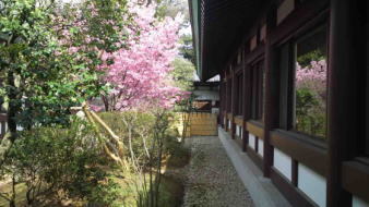 cherry blossom at Honin Hokekyo-ji