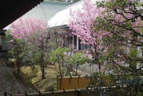 cherry blossoms from Kishibojin-do