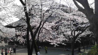 Soshi-do and cherry blossoms