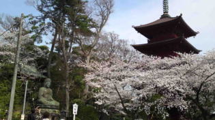 gojyu-no-to and cherry blossms