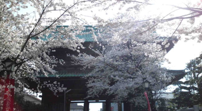 Nioumon in Hokekyo-ji and cherry blossoms