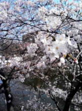 cherry blossoms in Tokyo