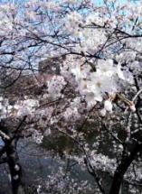 cherry blossoms in Sotobori