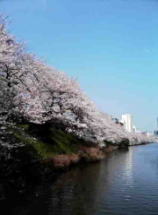 sakura in sotobori