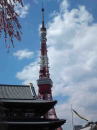sakura and tokyo tower