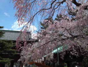 cherry blossoms in Zojoji