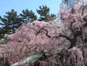 cherry blossom in Zojoji Temple
